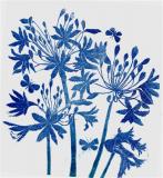 Agapanthus