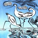  Pied beauties-Avocets