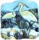 Estuary Egrets