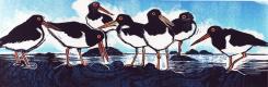 Oystercatchers